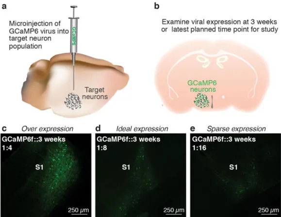 Figure 4. Conduct virus dilution study