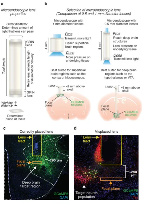 Figure 6. Selection of microendoscopic lens and optimization of surgical placement