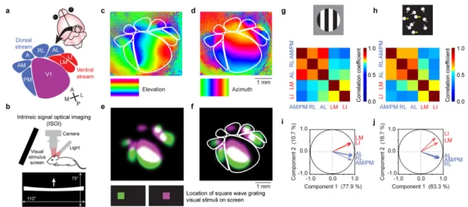 Figure 1. Mapping and functional grouping of putative dorsal and ventral stream higher visual  areas (HVAs) in mice
