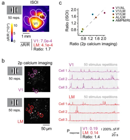 Figure 3. Visually evoked responses measured as ISOI signals correlate with action potential- potential-associated calcium signals