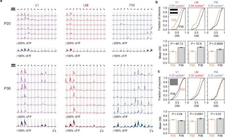 Figure 5. Orientation tuning changes in areas V1, LM, and PM from P20 to P36