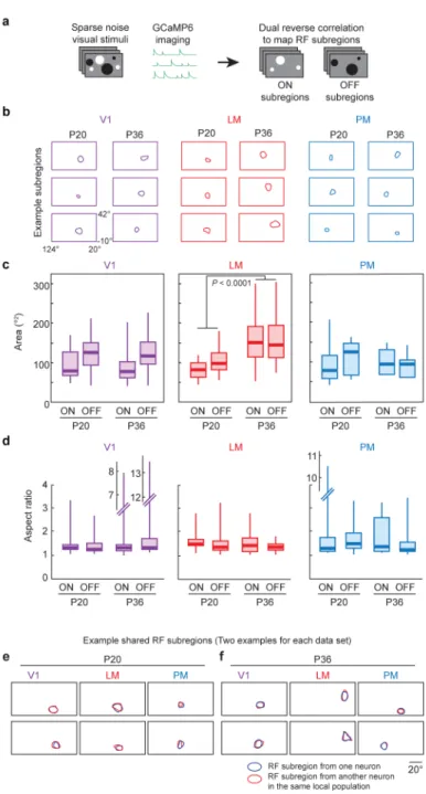 Figure 6. Receptive field subregion changes in areas V1, LM, and PM from P20 to P36 (a) RF subregions were mapped using sparse noise visual stimulation