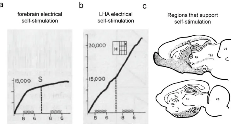 Figure 1. Electrical stimulation of the LHA produces reinforcement