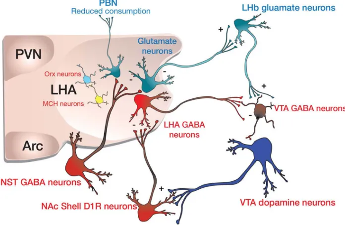 Figure 4. Proposed neurocircuit-wiring diagram based on optogenetic studies