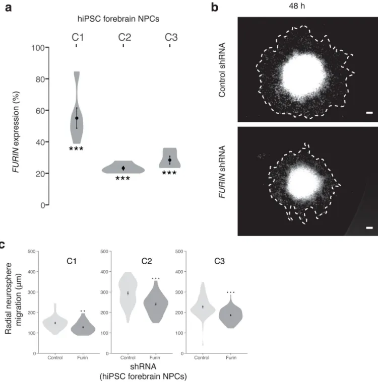 Figure 4. Decreasing FURIN expression in human NPCs perturbs neural migration