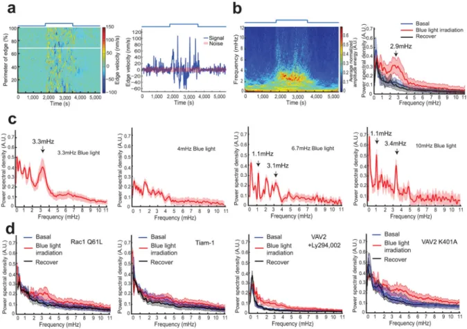 Figure 3. Resonance in HeLa cell protrusion-retraction cycles upon acute release of Vav2