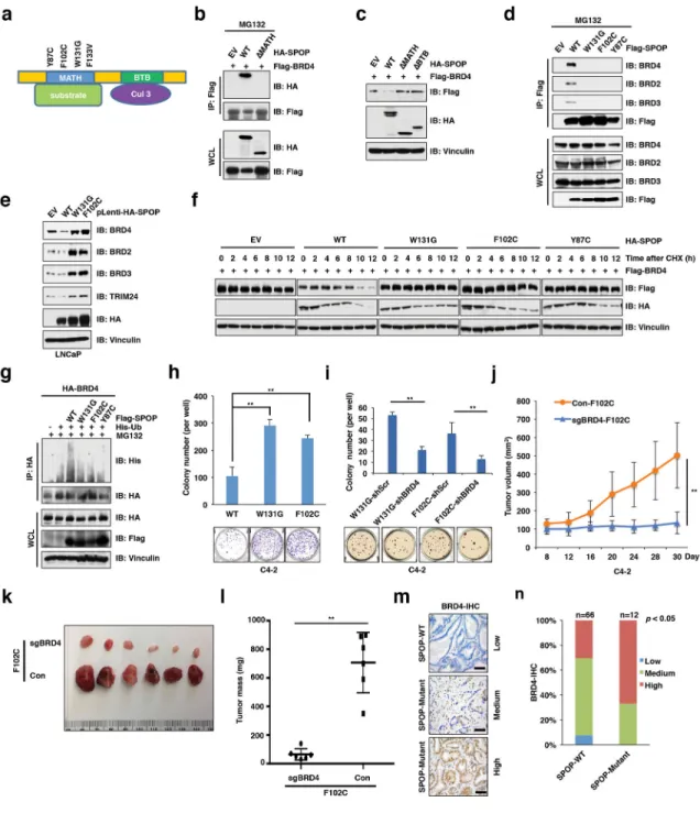 Figure 2. Prostate cancer-associated SPOP mutants promote prostate tumorigenesis largely by  elevating protein levels of BET proteins