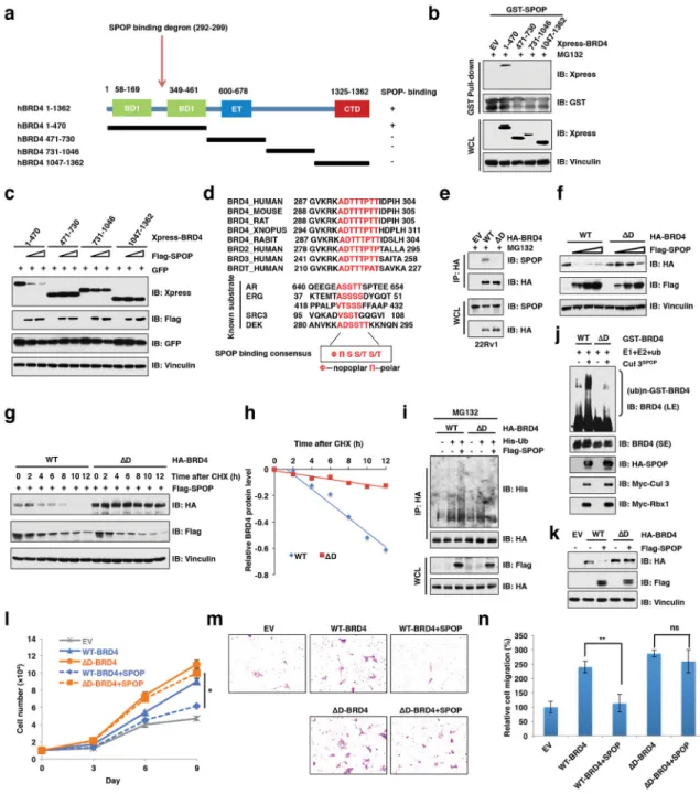 Figure 3. SPOP promotes ubiquitination and subsequent destruction of BET proteins in a  degron-dependent manner