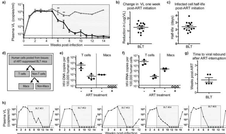 Figure 1. Viral suppression, persistence and structured ART-interruption induced rebound in  BLT mice
