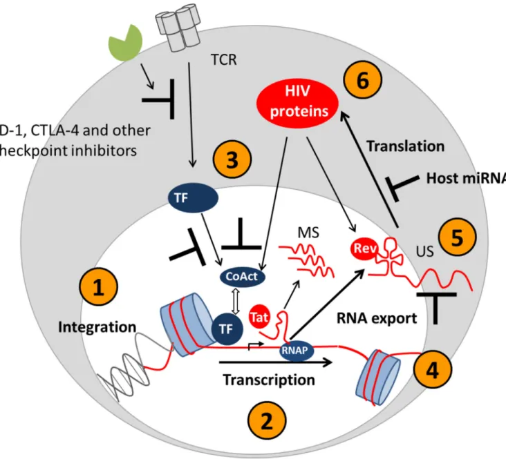 Figure 2. Mechanisms that maintain HIV latency in resting CD4+ T-cells