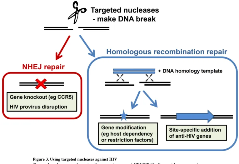 Figure 3. Using targeted nucleases against HIV