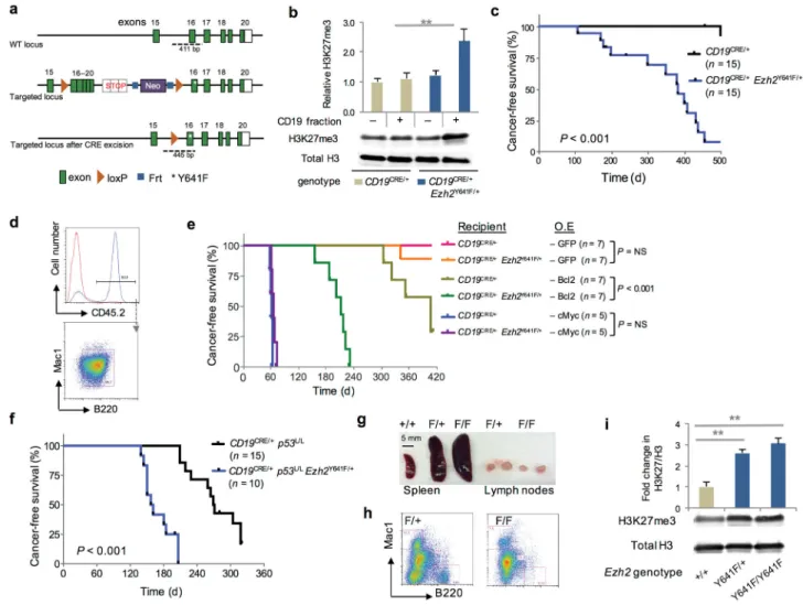 Figure 1. Design, oncogenic activity and genetic interactions of the Ezh2 Y641F  allele in B-cells a