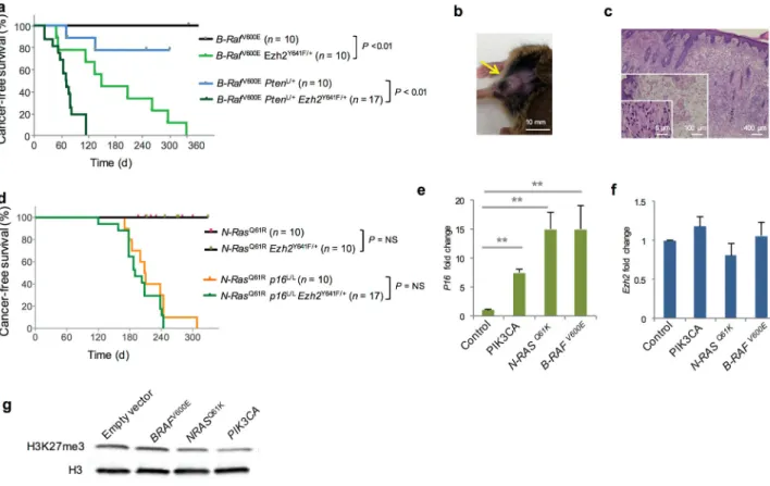 Figure 2. Mutant Ezh2 Y641F  genetically interacts with mutant B-Raf V600E  but not N-Ras Q61R  to  induce melanoma