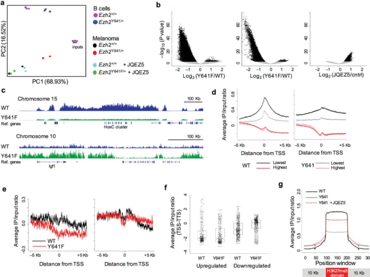 Figure 5. Ezh2 Y641F  changes the genomic distribution and dynamics of H3K27me3 a. Principal component analysis of B-cell and melanoma ChIP-seq data.