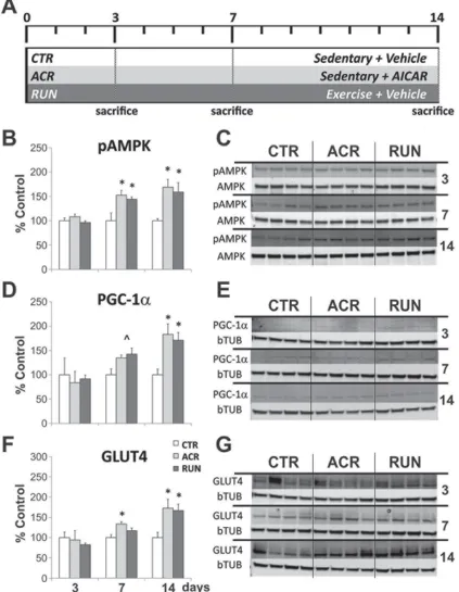 Figure 1: Comparison between effects of AICAR and running on expression levels of AMPK pathway components in muscle