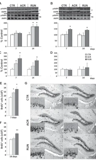 Figure 2: Effects of AICAR and running on AMPK activation and synaptic plasticity markers in dentate gyrus (DG) and lateral entorhinal cortex (LEC)