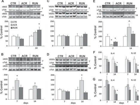 Figure 3: Expression levels of oxidative stress and inflammation markers in the brain