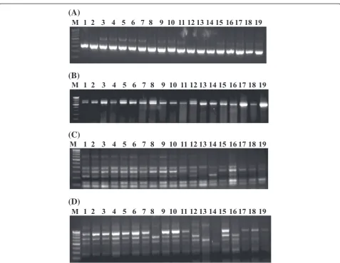 Figure 1 DNA length polymorphism as observed with CISP markers.sugarcane varieties and six PCR products and their length polymorphism of three CISP markers(CISP_SC-31 (A), CISP_SC-39 (B) CISP_SC-276 (C) and CISP_SC-348 (D) on 3% high quality agarose gel am