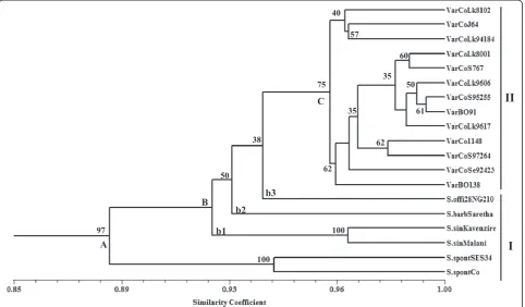 Figure 2 UPGMA based dendrogram obtained with 515 bands observed with 185 CISP markers