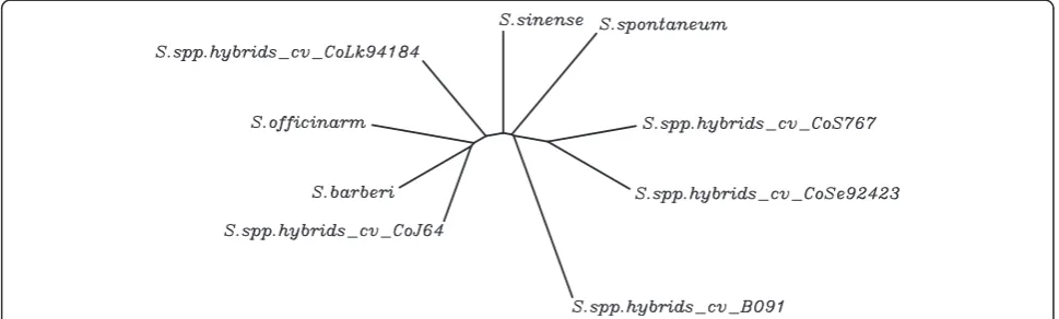 Figure 3 Transferability of CISP markers of sugarcane.products (3% high quality agarose gel stained with ethidium bromide) with CISP_SC-01 marker with nine accessions of each offulvusDichanthium annulatum Transferability of CISP markers in tropical grasses