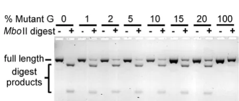 Figure 2bp product that can be reamplified by ERmut1 andERmut2.