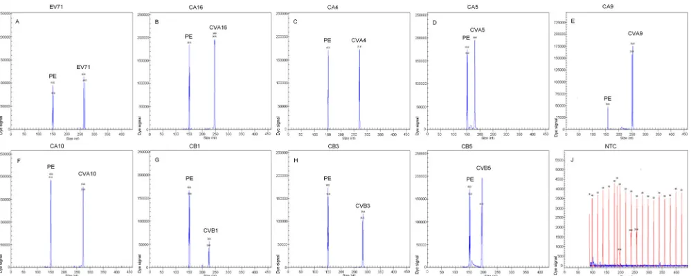FIG 1 Speciﬁcity of the multiplex RT-PCR assay. Cy5-labeled PCR products were separated via GeXP capillary electrophoresis and detected by ﬂuorescencexspectrophotometry, given as dye signals in arbitrary units on the y axis
