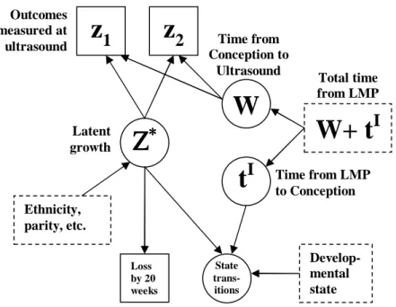 Figure 5: Path diagram illustrating the dependencies in the fetal growth model. Circles represent latent variables, squares indicate observed variables, and arrows show  associa-tion.