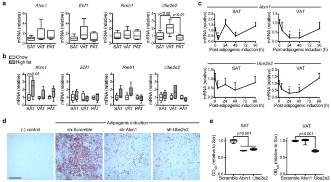 Figure 1. Functional characterization of Atxn1, Ebf1, Rreb1 and Ube2e2