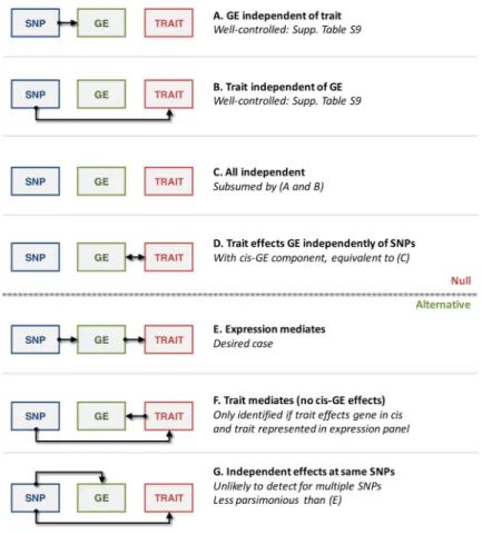 Figure 2. Modes of expression causality
