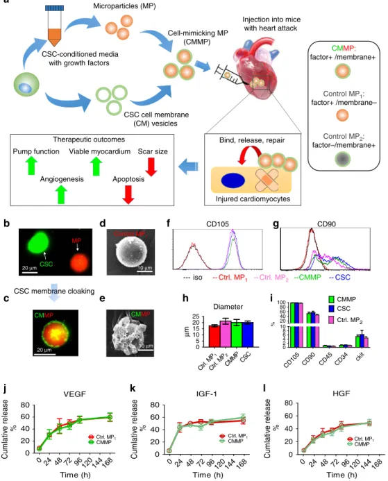 Figure 1 | Physiochemical and biological properties of CMMPs. (a) Overall biochemical design and study model of CMMPs
