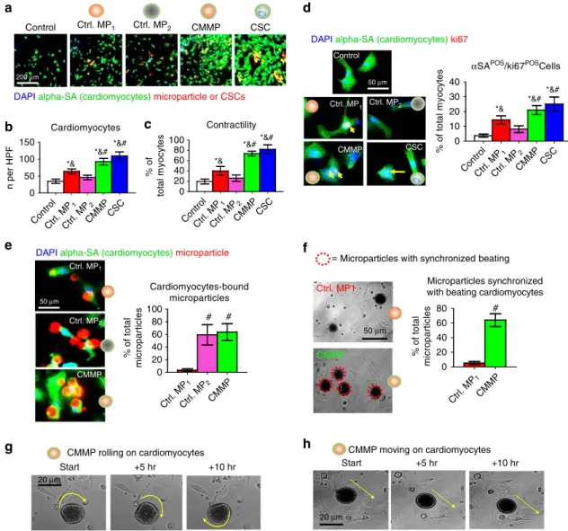 Figure 3 | Effects of CMMPs on NRCMs functions in vitro. (a) Representative images of cardiomyocytes stained with alpha sarcomeric actin (green) co-cultured with Control MP 1 , Control MP 2 , CMMPs or CSCs (red)