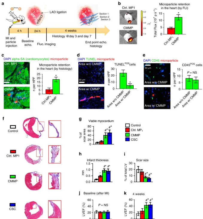Figure 4 | CMMPs ameliorate ventricular dysfunction and promote cardiac repair in a mouse model of heart attack