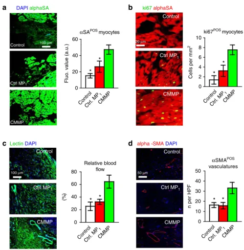 Figure 5 | Injection of CMMPs promotes angiomyogenesis. (a) Representative images showing alpha sarcomeric actin (aSA)-positive cardiomyocyte nuclei (green) in control PBS-, Control MP 1 - or CMMP-treated hearts at 4 weeks
