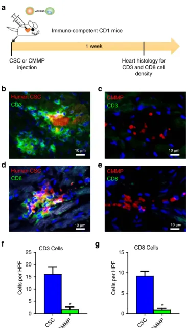 Figure 6 | CMMP injection does not stimulate local T-cell immune response in immunocompetent mice
