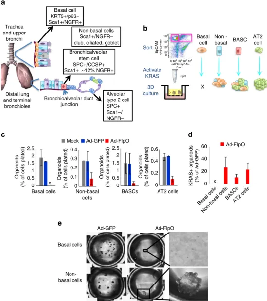 Figure 6 | KRAS activation is tolerated by club cell, BASC and AT2 cell populations. (a) Schematic of putative cells-of-origin of lung tumours, including basal tracheal cells, non-basal cells (enriched for club, ciliated and goblet cells), bronchioalveolar