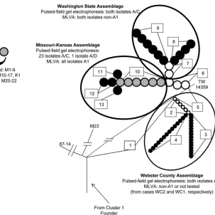 FIG 1 Phylogenetic topology of study isolates. Numbers within rectangles denote single nucleotide polymorphism (SNP) sets