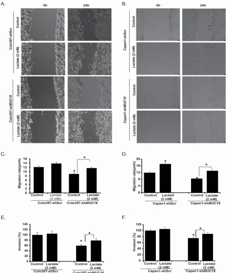 Figure 2: MUC16 knockdown results in reduced motility/invasion that can be reversed by lactate supplementation