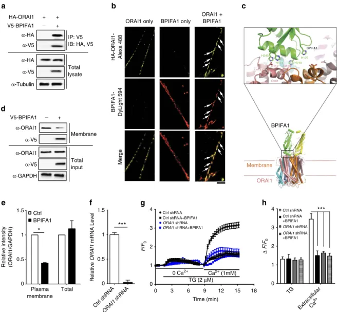 Figure 4 | BPIFA1 modulates SOCE by interacting with Orai1. (a) Immunoprecipitation analysis was performed using cell lysates from HEK293T cells cotransfected with V5- BPIFA1 and HA-Orai1
