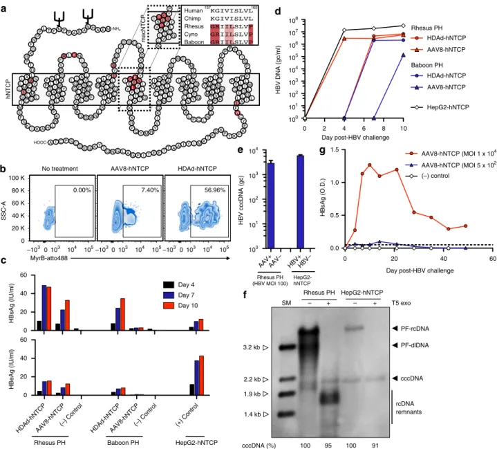 Fig. 2 In vitro HBV infection of rhesus macaque PH. a Predicted schematic of NTCP showing amino acid differences between human and macaque NTCP.