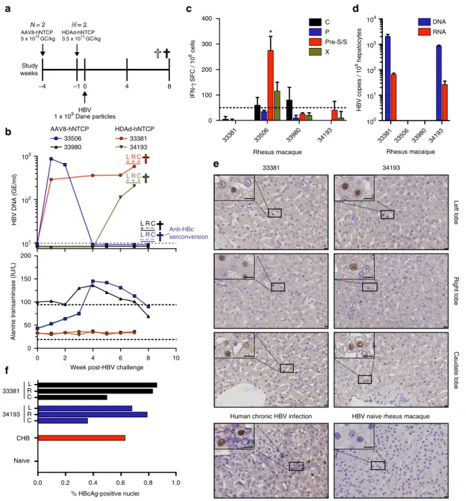 Fig. 3 In vivo HBV infection of rhesus macaques. a Timeline showing administration of viral vectors encoding hNTCP, HBV challenge, and necropsy of rhesus macaques