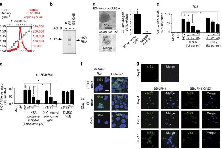 Figure 7 | The two HCV strains SB and JFH-1 have profoundly different tissue-speciﬁcity