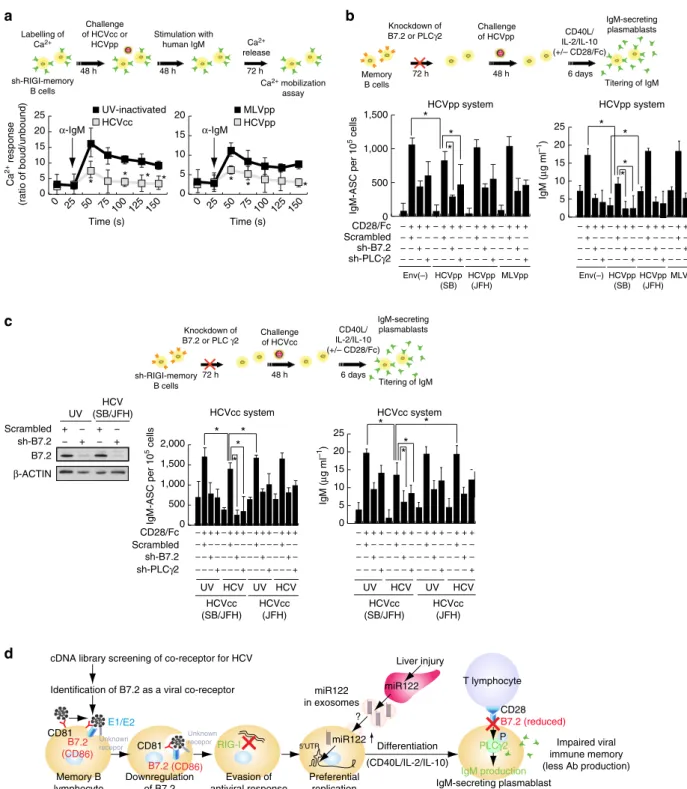 Figure 9 | HCV infection impairs antigen recall responses in memory B cell. (a) HCV-infected CD27 þ B cells, compared to uninfected CD27 þ B cells, have attenuated Ca 2 þ responses after BCR cross-linking