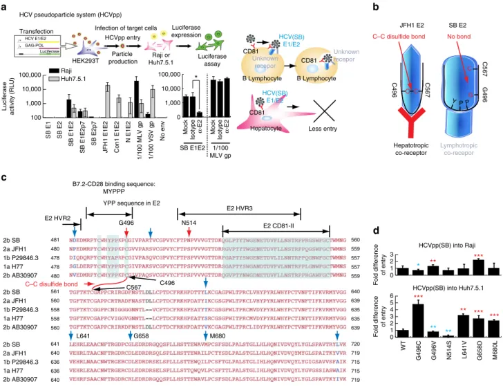 Figure 2 | Lymphotropic pseudoparticles (HCVpp) can infect B lymphocytes more efﬁciently than hepatic cells