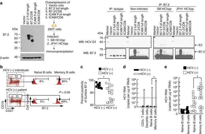 Figure 6 | Envelope protein E2 of HCV SB strain interacts with B7.2 protein in shRIGI-Raji cells and surface B7.2 is reduced in memory B cells of HCV patients