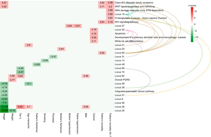 Fig. 3 Signi ﬁcant effects of individual baldness loci and enriched pathways on disease or mortality risk