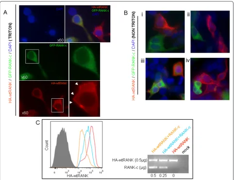 Figure 5 Receptor activator of NF-kB (RANK)-c reduces the levels of wild type (wt) RANK on the cell surfacetransfected with wt HA-RANK in combination with green fluorescent protein (GFP)-RANK-c