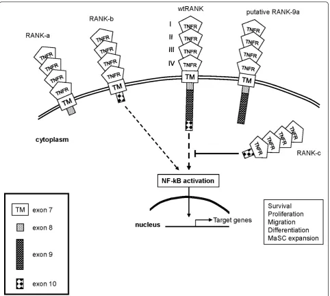 Figure 7 Proposed model of the possible function of receptor activator of NF-kB (RANK) isoforms in fine-tuning downstreamsignaling