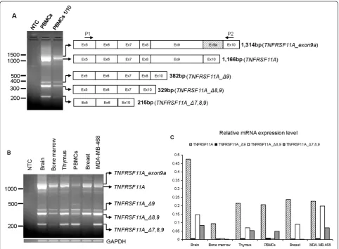 Figure 1 Identification and mRNA expression profile of TNFRSF11A gene variants in normal tissue