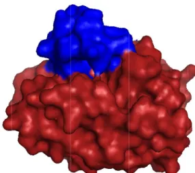 Figure 1.1 Examples of protein catalysis and protein RNA  and  protein  structures