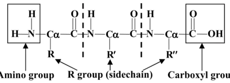 Figure 2.1 A sequence of three amino acids joined by peptide bonds, showing amino,  carboxyl and R groups attaching to the α-carbons 